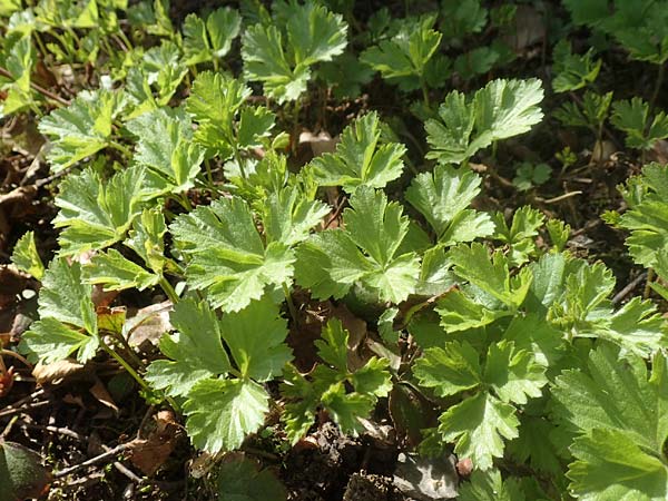 Geum ternatum \ Dreibl�ttrige Waldsteinie, Teppich-Ungarwurz / Siberian Barren Strawberry, D Bad Vilbel 25.3.2017