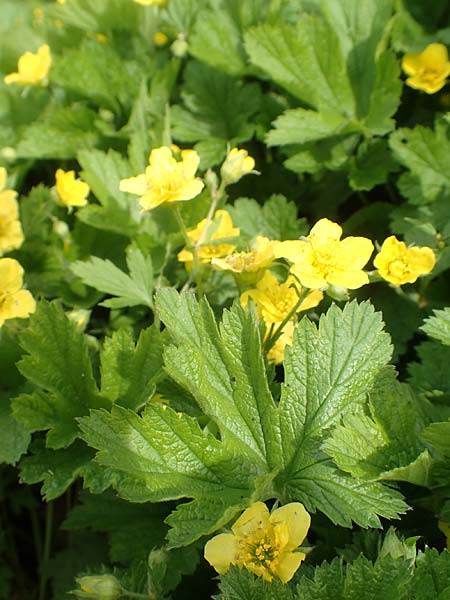 Geum ternatum \ Dreibl�ttrige Waldsteinie, Teppich-Ungarwurz / Siberian Barren Strawberry, D Pfalz, Speyer 31.3.2017