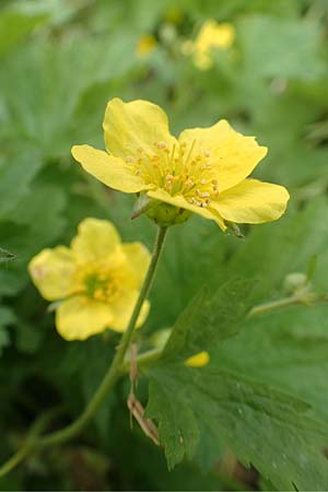 Geum ternatum \ Dreibl�ttrige Waldsteinie, Teppich-Ungarwurz / Siberian Barren Strawberry, D Pfalz, Speyer 31.3.2017