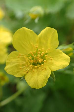 Geum ternatum \ Dreibl�ttrige Waldsteinie, Teppich-Ungarwurz / Siberian Barren Strawberry, D Pfalz, Speyer 31.3.2017