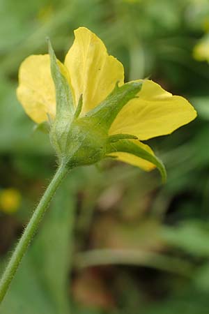 Geum ternatum \ Dreibl�ttrige Waldsteinie, Teppich-Ungarwurz / Siberian Barren Strawberry, D Pfalz, Speyer 31.3.2017