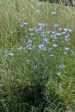 Cichorium intybus \ Gemeine Wegwarte, Zichorie / Chicory, D Gro&szlig;-Gerau 9.7.2021