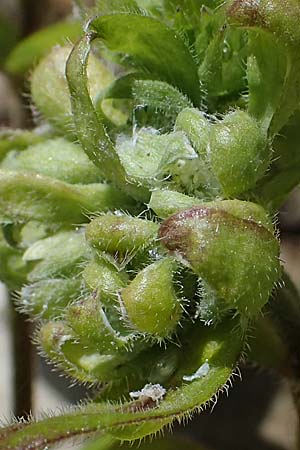 Cerastium holosteoides \ Gew�hnliches Hornkraut / Common Mouse-Ear, D Eschachthal 12.7.2021