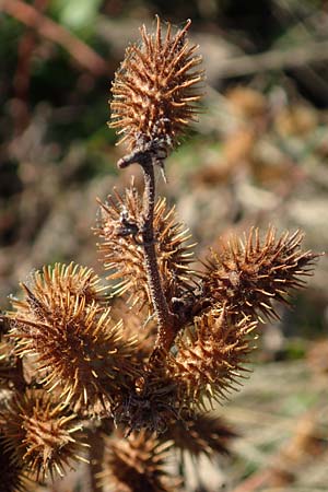 Xanthium albinum \ Ufer-Spitzklette / Riverside Cocklebur, D Dresden 2.11.2015