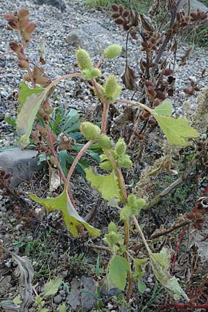 Xanthium albinum \ Ufer-Spitzklette / Riverside Cocklebur, D Dresden 3.11.2015
