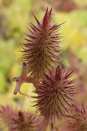 Xanthium saccharatum / Canada Cocklebur, D Wei&szlig;enthurm-Kaltenengers 27.9.2017