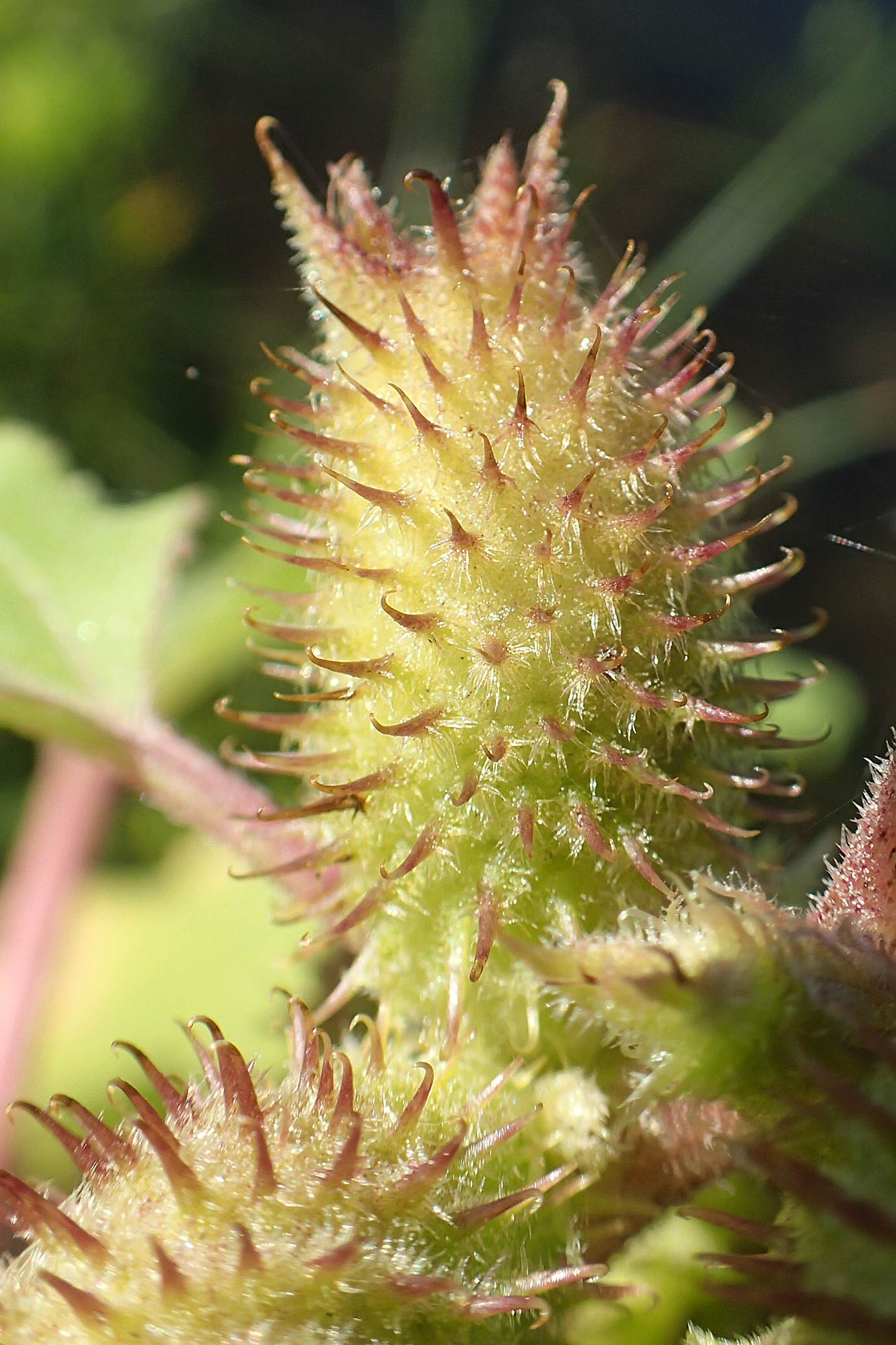 Xanthium albinum \ Ufer-Spitzklette / Riverside Cocklebur, D Brandenburg, Havelaue-Strodehne 18.9.2020