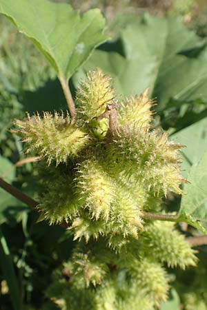 Xanthium albinum \ Ufer-Spitzklette / Riverside Cocklebur, D Sachsen-Anhalt, Havelberg 18.9.2020