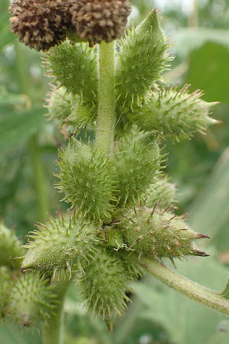 Xanthium strumarium / Rough Cocklebur, Common Cocklebur, D Werne 11.7.2018