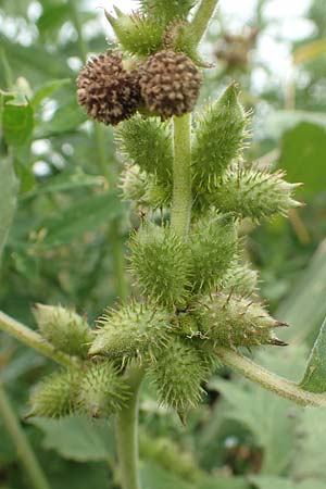 Xanthium strumarium / Rough Cocklebur, Common Cocklebur, D Werne 11.7.2018