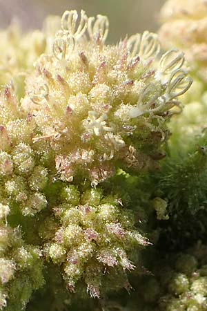 Xanthium strumarium / Rough Cocklebur, Common Cocklebur, D Ludwigshafen 29.8.2018