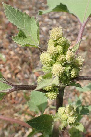 Xanthium strumarium / Rough Cocklebur, Common Cocklebur, D Ludwigshafen 29.8.2018