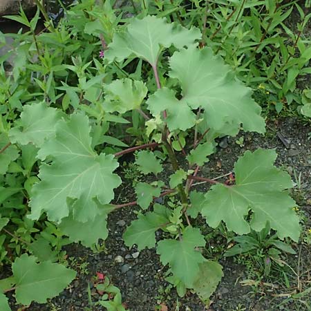 Xanthium strumarium / Rough Cocklebur, Common Cocklebur, D Lorch am Rhein 28.7.2023