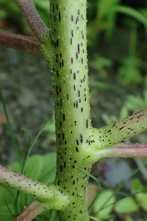 Xanthium strumarium / Rough Cocklebur, Common Cocklebur, D Lorch am Rhein 28.7.2023