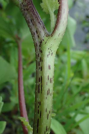 Xanthium strumarium / Rough Cocklebur, Common Cocklebur, D Lorch am Rhein 28.7.2023