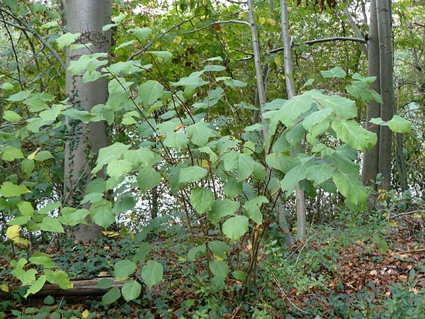 Paulownia tomentosa \ Blauglockenbaum / Princess Tree, Foxglove Tree, D Ketsch 7.10.2015