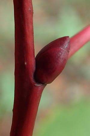 Paulownia tomentosa \ Blauglockenbaum / Princess Tree, Foxglove Tree, D Ketsch 7.10.2015