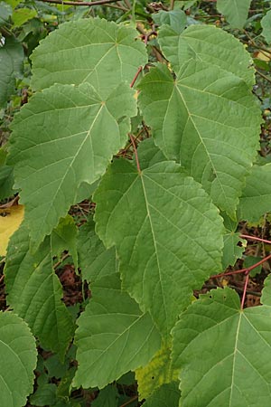 Paulownia tomentosa \ Blauglockenbaum / Princess Tree, Foxglove Tree, D Ketsch 7.10.2015