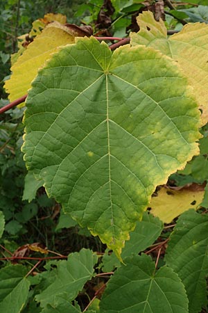 Paulownia tomentosa \ Blauglockenbaum / Princess Tree, Foxglove Tree, D Ketsch 7.10.2015