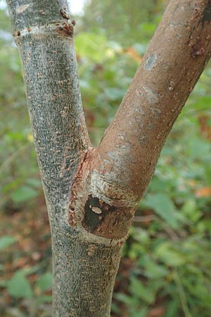 Paulownia tomentosa \ Blauglockenbaum / Princess Tree, Foxglove Tree, D Ketsch 7.10.2015