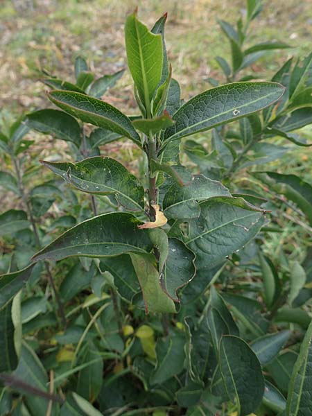 Euonymus europaeus \ Gew�hnliches Pfaffenh�tchen / Spindle, D Mannheim 7.11.2015