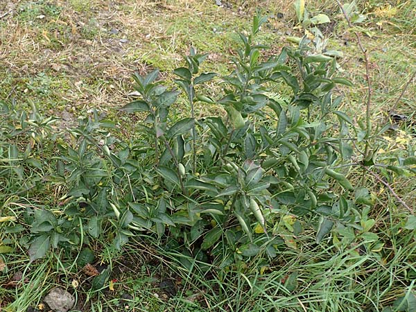 Euonymus europaeus \ Gew�hnliches Pfaffenh�tchen / Spindle, D Mannheim 7.11.2015