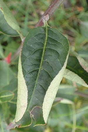 Euonymus europaeus \ Gew�hnliches Pfaffenh�tchen / Spindle, D Mannheim 7.11.2015