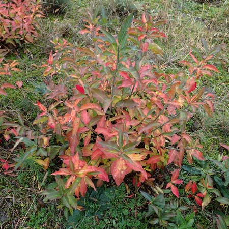 Euonymus europaeus \ Gew�hnliches Pfaffenh�tchen / Spindle, D Mannheim 7.11.2015