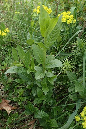 Euonymus europaeus \ Gew�hnliches Pfaffenh�tchen / Spindle, D Mannheim 18.4.2016