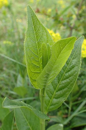 Euonymus europaeus \ Gew�hnliches Pfaffenh�tchen / Spindle, D Mannheim 18.4.2016