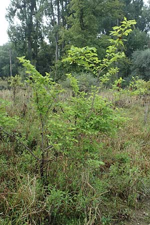 Zelkova carpinifolia ? \ Kaukasische Zelkove / Caucasian Zelkova, D Eggenstein-Leopoldshafen 23.7.2016
