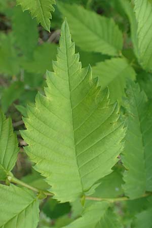 Zelkova carpinifolia ? \ Kaukasische Zelkove / Caucasian Zelkova, D Eggenstein-Leopoldshafen 23.7.2016