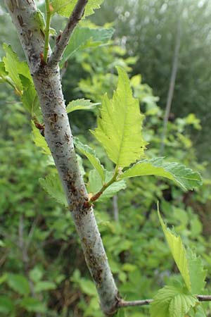 Zelkova carpinifolia ? \ Kaukasische Zelkove / Caucasian Zelkova, D Eggenstein-Leopoldshafen 23.7.2016