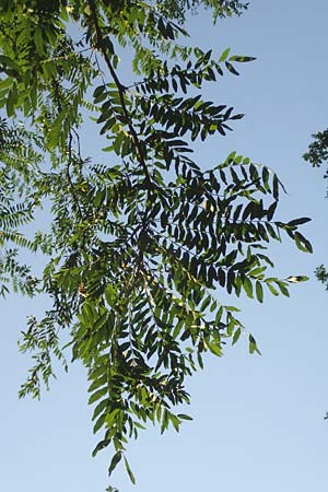 Gleditsia triacanthos \ Amerikanische Gleditschie, Lederh�lsenbaum / Honey Locust, D Mannheim 14.9.2016