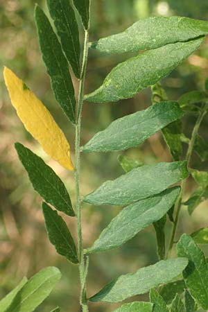 Gleditsia triacanthos \ Amerikanische Gleditschie, Lederh�lsenbaum / Honey Locust, D Mannheim 14.9.2016