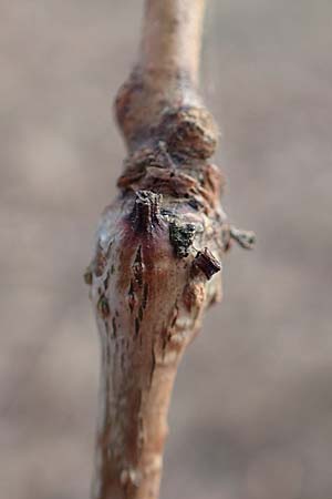 Gleditsia triacanthos \ Amerikanische Gleditschie, Lederh�lsenbaum / Honey Locust, D Mannheim 29.1.2017