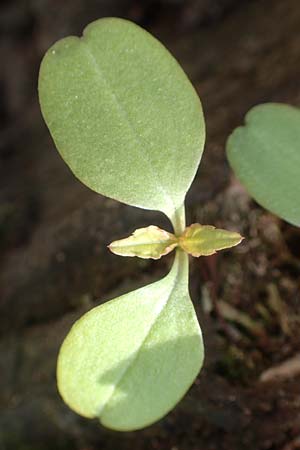 Impatiens parviflora \ Kleinbl�tiges Springkraut / Small Balsam, D Frankfurt-R&ouml;delheim 25.3.2017
