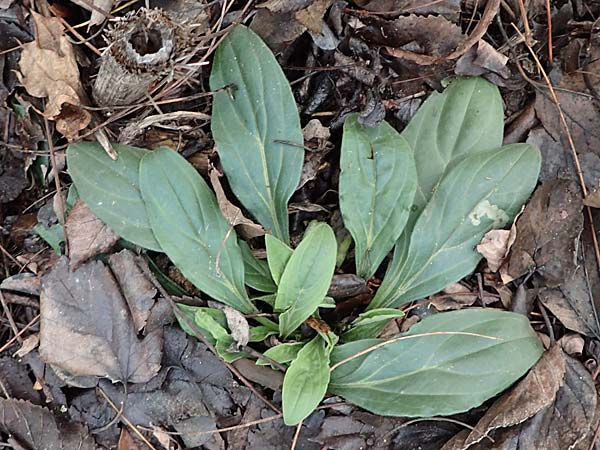 Silene latifolia subsp. alba \ Wei�e Lichtnelke / White Campion, D Mannheim 4.1.2019