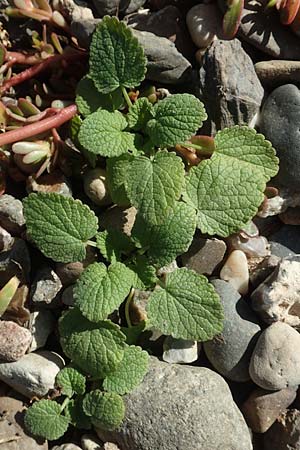 Ballota nigra subsp. nigra \ Echte Schwarznessel, Langz�hnige Schwarznessel / Black Horehound, D Sachsen-Anhalt, Havelberg 18.9.2020