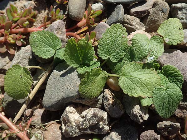 Ballota nigra subsp. nigra \ Echte Schwarznessel, Langz�hnige Schwarznessel / Black Horehound, D Sachsen-Anhalt, Havelberg 18.9.2020