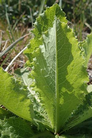 Lactuca virosa / Great Lettuce, D Kehl 17.4.2021