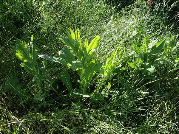 Cichorium intybus \ Gemeine Wegwarte, Zichorie / Chicory, D Kehl 1.6.2021