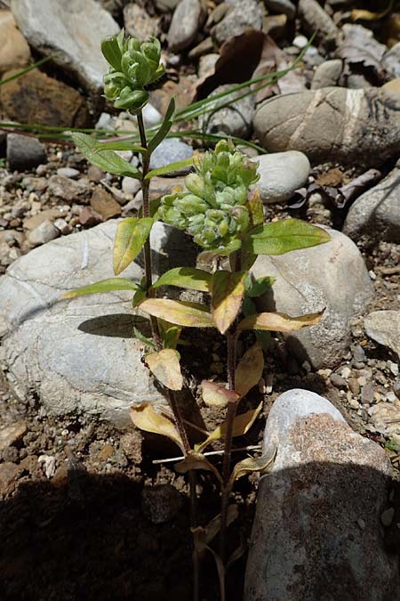 Cerastium holosteoides \ Gew�hnliches Hornkraut / Common Mouse-Ear, D Eschachthal 12.7.2021