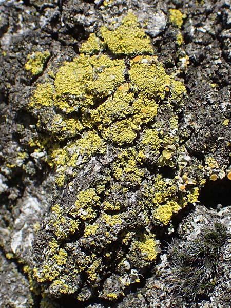 Candelariella reflexa \ Gr�ne K�rnchenflechte / Eggyolk Lichen, D Bochum 9.8.2021