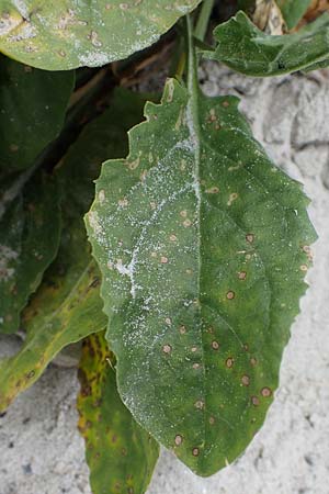 Lepidium draba \ Pfeilkresse / Hoary Cress, D Hohwacht 13.9.2021