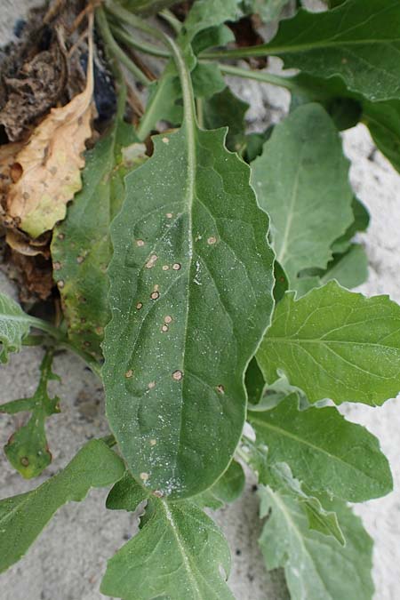 Lepidium draba \ Pfeilkresse / Hoary Cress, D Hohwacht 13.9.2021