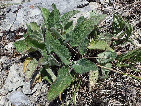 Salvia verticillata \ Quirl-Salbei / Whorled Sage, D Hardheim 28.5.2022