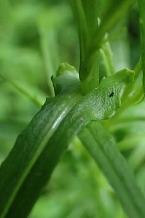 Senecio inaequidens \ Schmalbl�ttriges Greiskraut / Narrow-Leaved Ragwort, D Rheda-Wiedenbr&uuml;ck 2.8.2023