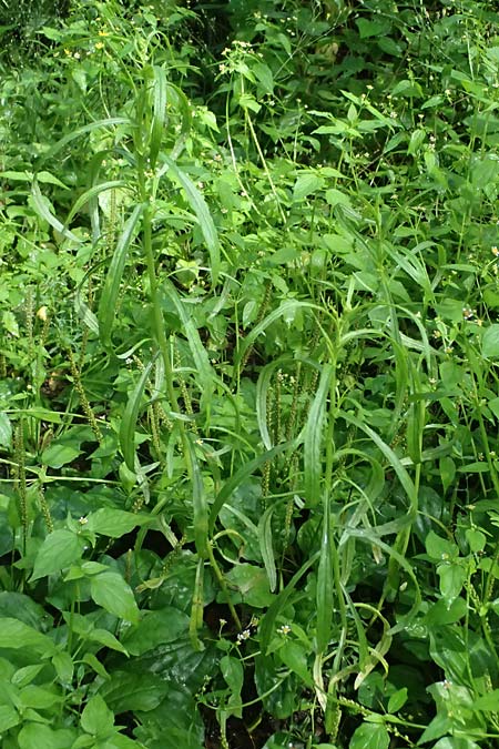 Senecio inaequidens \ Schmalbl�ttriges Greiskraut / Narrow-Leaved Ragwort, D Rheda-Wiedenbr&uuml;ck 2.8.2023