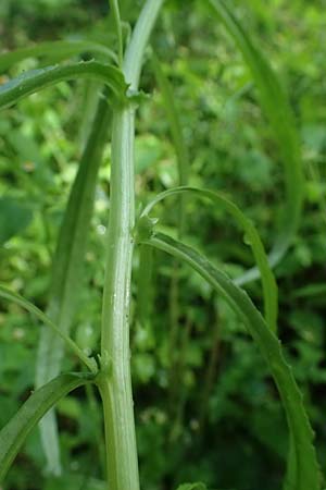 Senecio inaequidens \ Schmalbl�ttriges Greiskraut / Narrow-Leaved Ragwort, D Rheda-Wiedenbr&uuml;ck 2.8.2023